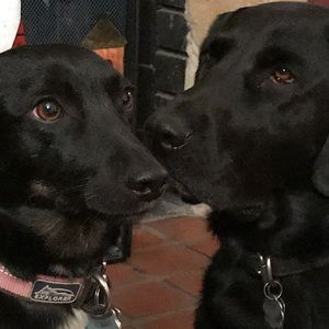 Meet your Posher, Papat